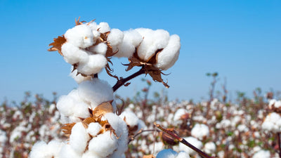 5 Vorteile von Bio-Baumwolle – Warum Organic Cotton besser für die Umwelt ist